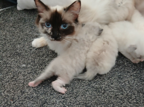 Ragdoll Kittens
