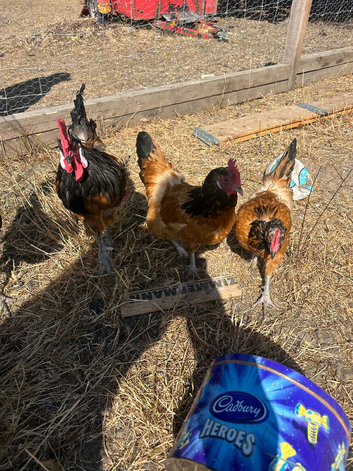 Vorwerk trio all eggs have been fertile this year