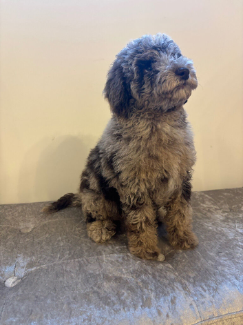 Stunning miniature poodle puppies