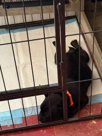 Sweet Frenchie x Staffy puppy