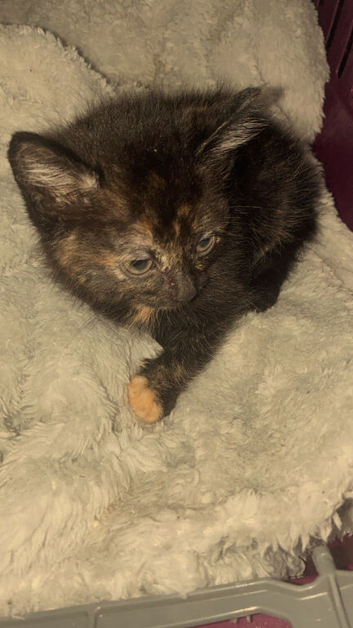 Kitten her name is shadow