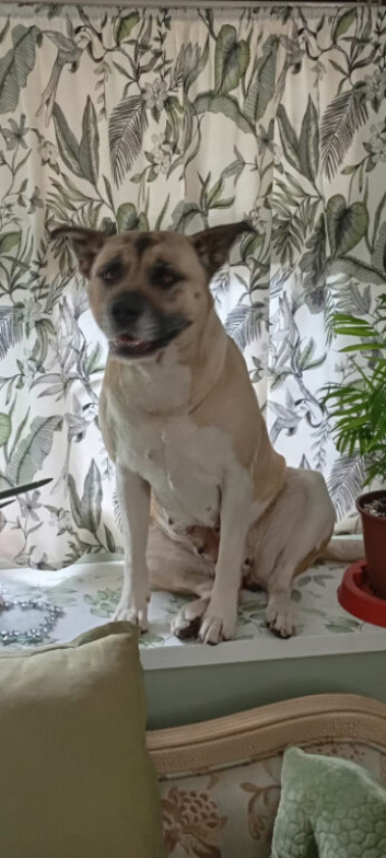 Rehome