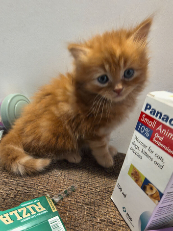 Persian Maincoon x