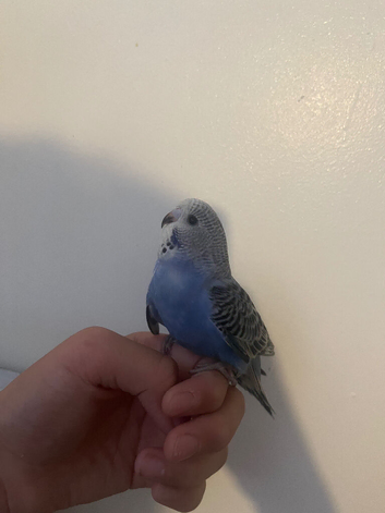 Baby hand reared budgies