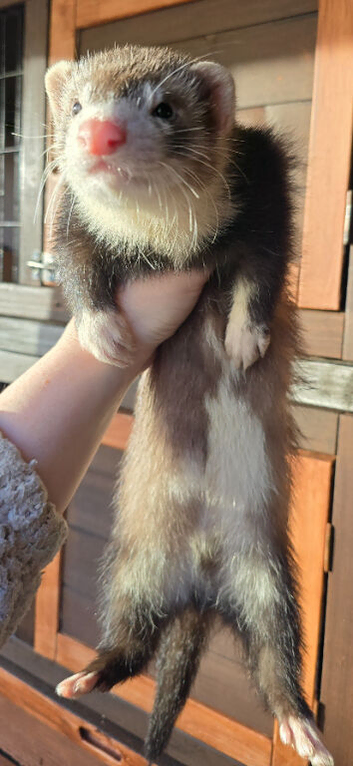 Ferret hob kits