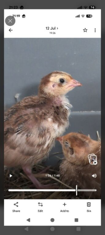 Male Coturnix qualis