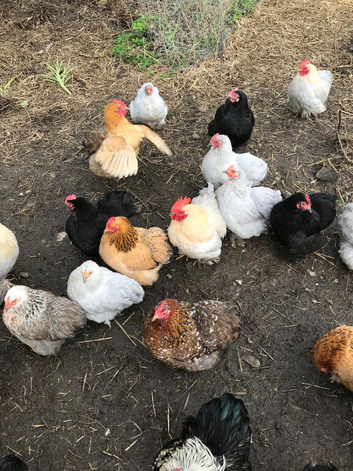 Pekin Bantams