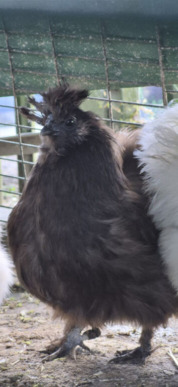 2 Brown Silkie Bantam Laying Hens &ndash; Delivery Possible