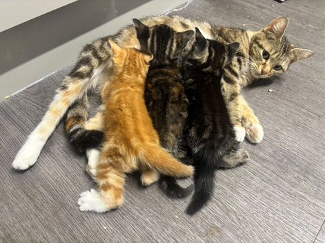 3 lovely kittens for sale
