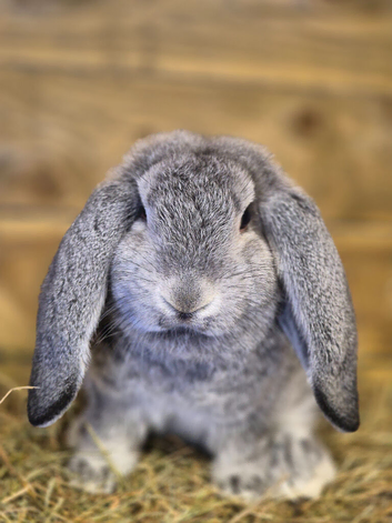 *French Lop Baby Boy ready to go *