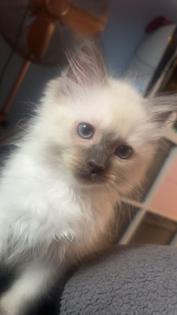 Male Pure Ragdoll