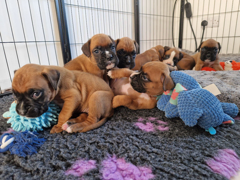 Beautiful KC Registered Boxer Puppies