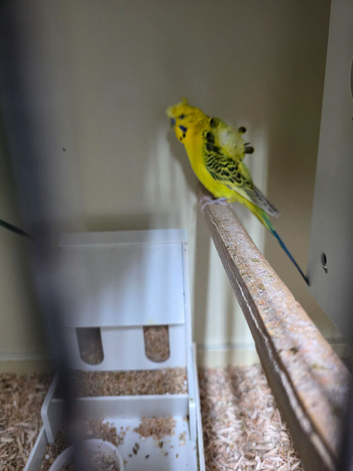 Helicopter budgies
