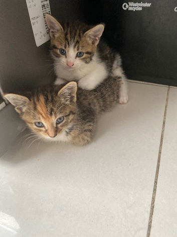Kitten