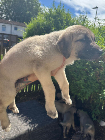 Beautiful kangal pup&rsquo;s