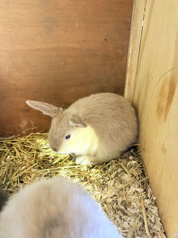 Mini lop babies