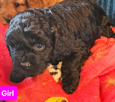 Very playful cavapoo puppies for sale