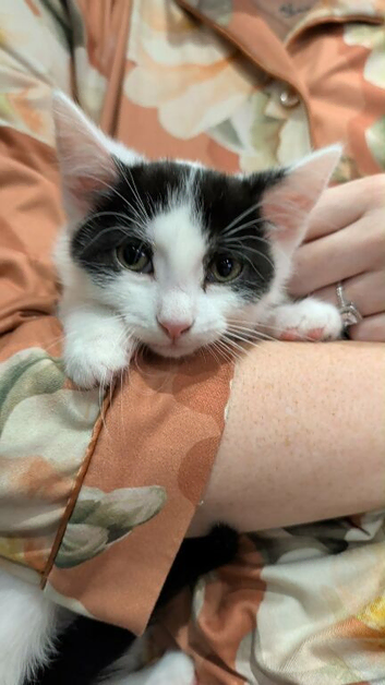 Male Kitten
