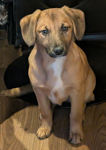 Welsh Collie x Bassett Hound