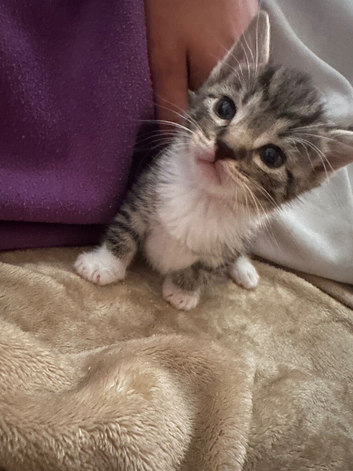 Kittens, white and black and tabby&rsquo;s