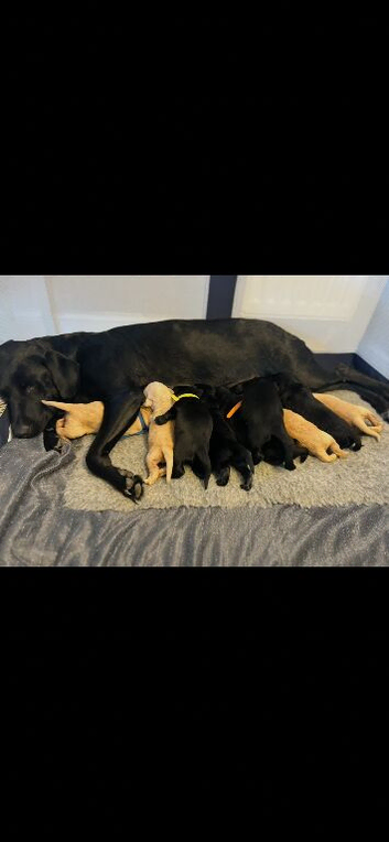 Beautiful Labrador puppies