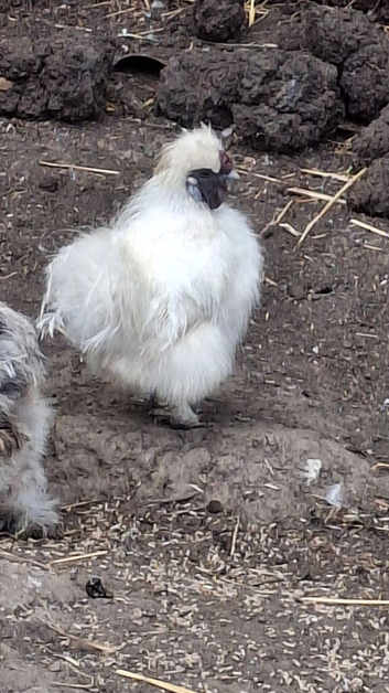 3 cockerals for sale