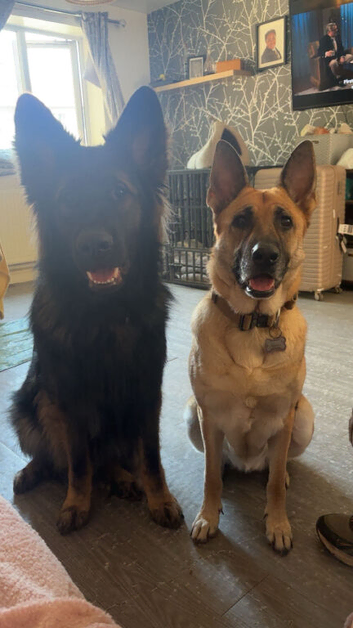 German shepherd pups