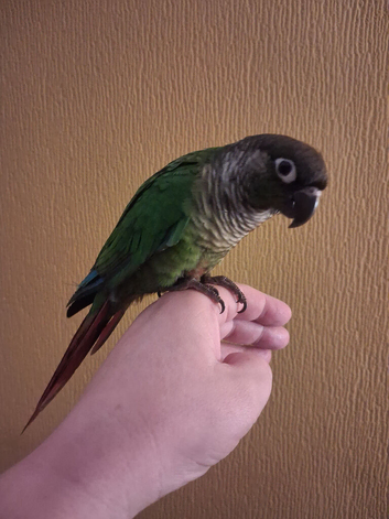Hand tame conure with cage