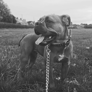 Olde english bulldogge