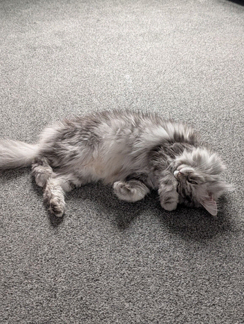 Female Maine coon