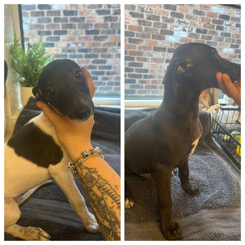 KC registered whippet puppies