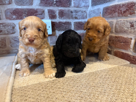 F1 cockapoo puppies