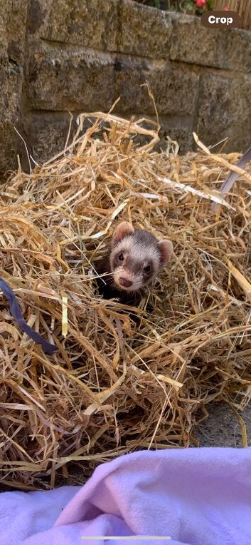 Female Ferret