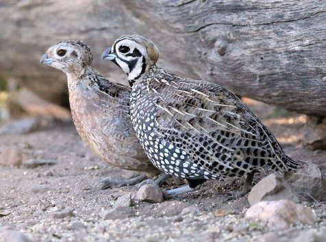 Mearns quail