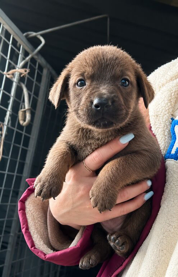 7 boys and 3 girls available blues, brindle, black and fawn