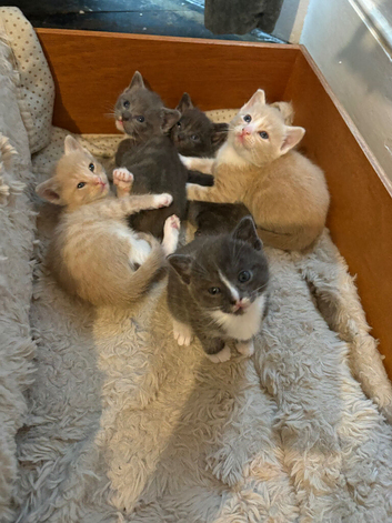 Russian blue mixed