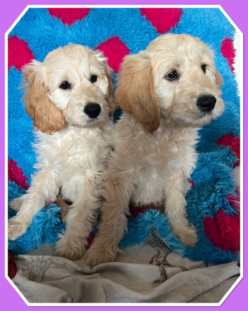 VET CHECKED STUNNING F1 MINIATURE GOLDENDOODLES