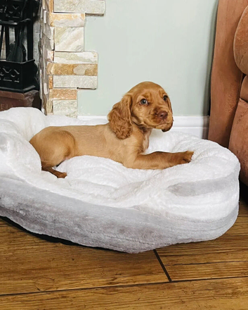 READY SOON,Cocker Spaniel Puppies