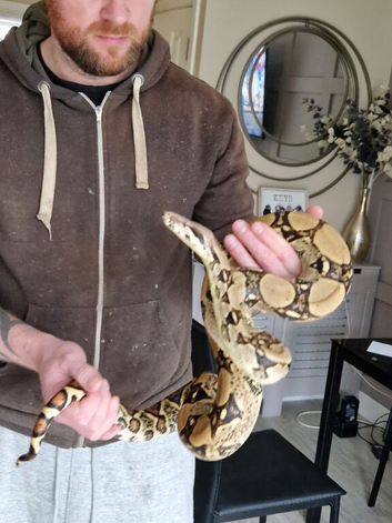 Male red tail Boa