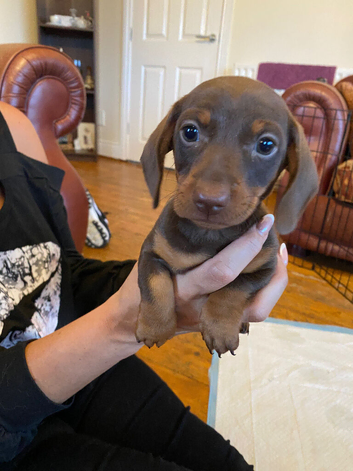 Dachshund
