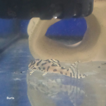 L number plecos