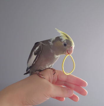 Hand reared silly tame DNA sexed baby cockatiels