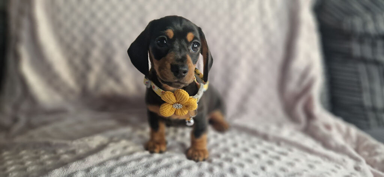 Stunning smooth haired miniature dacshund