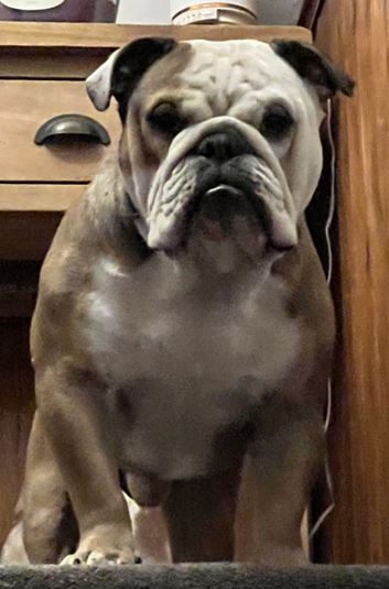 English Bulldog For Stud