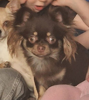 Russian chihuahua for sale