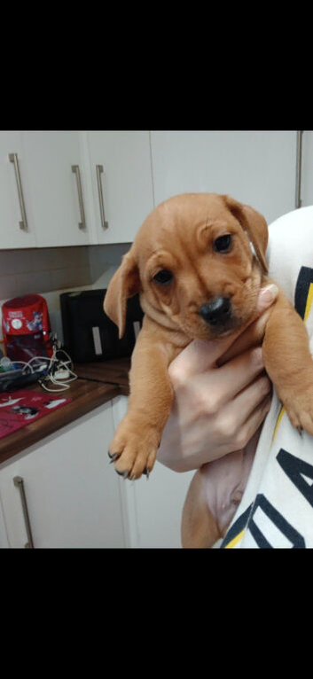 Staffy x jack chihuahua