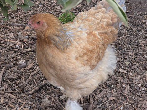Mixed colours large brahma pullets and hens