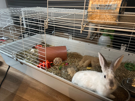 Rabbit for sale