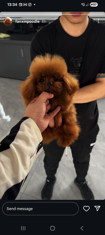 Teacup korean asian toy poodle stud
