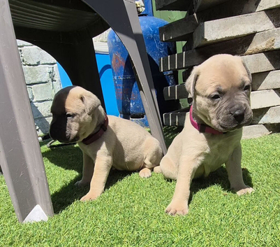 Bull mastiff puppies